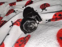 💚 BOY 💚 CKC Imperial $250 Deposit to HOLD 🎂 Oct 12th Birthday, a male Shih Tzu for sale in Justin, TX – 6 of 10