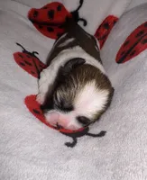🤍 CKC Imperial BOY $250 Deposit to HOLD, a male Shih Tzu for sale in Justin, TX – 3 of 10