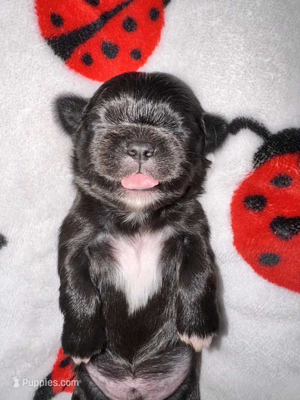 🖤 BOY 🖤 CKC Imperial $250 Deposit to hold – Shih Tzu puppy for sale in Justin, TX