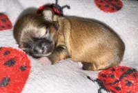 🤎 CKC Imperial BOY $250 Deposit to HOLD, a male Shih Tzu for sale in Justin, TX – 6 of 10