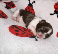 🩷🤍 CKC Imperial GIRL $250 Deposit to HOLD, a female Shih Tzu for sale in Justin, TX – 8 of 10
