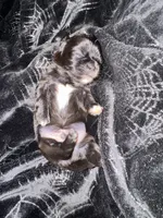 🖤 BOY 🖤 CKC Imperial $250 Deposit to hold, a male Shih Tzu for sale in Justin, TX – 9 of 10
