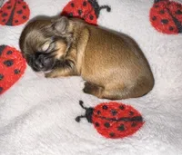 🤎 CKC Imperial BOY $250 Deposit to HOLD, a male Shih Tzu for sale in Justin, TX – 3 of 10