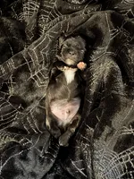 🖤 BOY 🖤 CKC Imperial $250 Deposit to hold, a male Shih Tzu for sale in Justin, TX – 8 of 10
