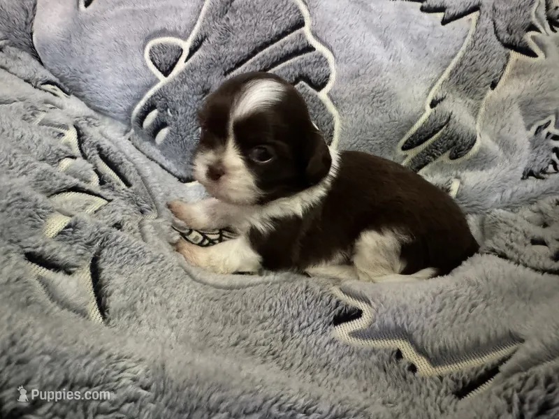 🩷🤍 CKC Imperial GIRL $250 Deposit to HOLD – Shih Tzu puppy on hold in Justin, TX