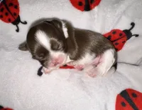 🩷🤍 CKC Imperial GIRL $250 Deposit to HOLD, a female Shih Tzu for sale in Justin, TX – 6 of 10
