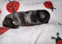 🖤 BOY 🖤 CKC Imperial $250 Deposit to hold, a male Shih Tzu for sale in Justin, TX – 4 of 10
