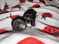💚 BOY 💚 CKC Imperial $250 Deposit to HOLD 🎂 Oct 12th Birthday, a male Shih Tzu for sale in Justin, TX – 4 of 10