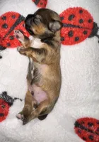 🤎 CKC Imperial BOY $250 Deposit to HOLD, a male Shih Tzu for sale in Justin, TX – 7 of 10