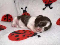 🩷🤍 CKC Imperial GIRL $250 Deposit to HOLD, a female Shih Tzu for sale in Justin, TX – 3 of 10