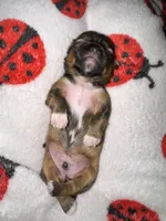 🤎 CKC Imperial BOY $250 Deposit to HOLD, a male Shih Tzu for sale in Justin, TX – 4 of 10