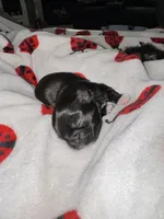 💚 BOY 💚 CKC Imperial $250 Deposit to HOLD 🎂 Oct 12th Birthday, a male Shih Tzu for sale in Justin, TX – 3 of 10