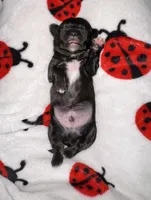 🖤 CKC Imperial BOY $250 Deposit to HOLD, a male Shih Tzu for sale in Justin, TX – 7 of 10