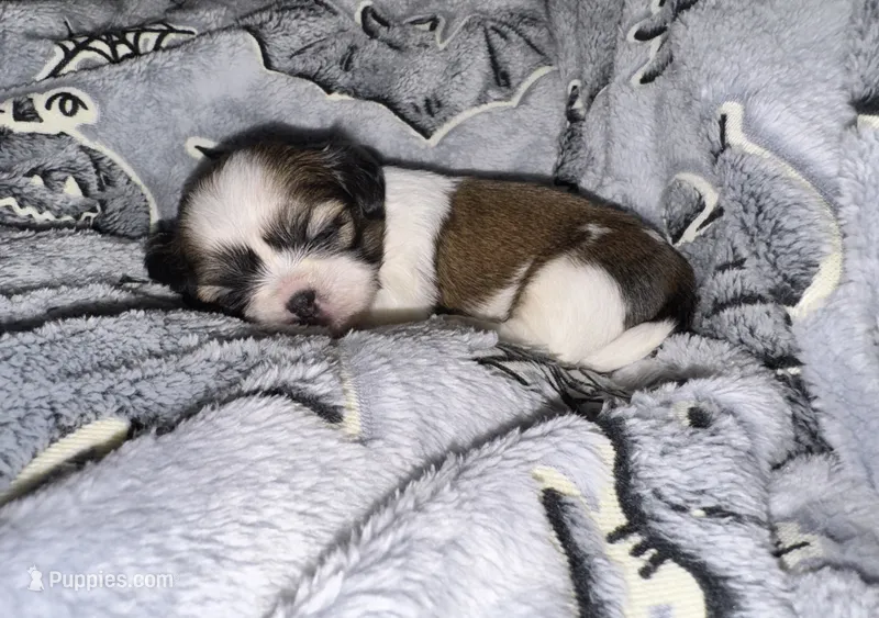 🤍 BOY 🤍 CKC Imperial $250 Deposit to HOLD 🎂 Oct 5th Birthday  – Shih Tzu puppy for sale in Justin, TX