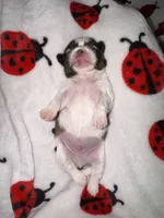 🤍 CKC Imperial BOY $250 Deposit to HOLD, a male Shih Tzu for sale in Justin, TX – 7 of 10