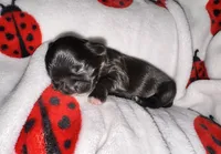 🖤 BOY 🖤 CKC Imperial $250 Deposit to hold, a male Shih Tzu for sale in Justin, TX – 3 of 10