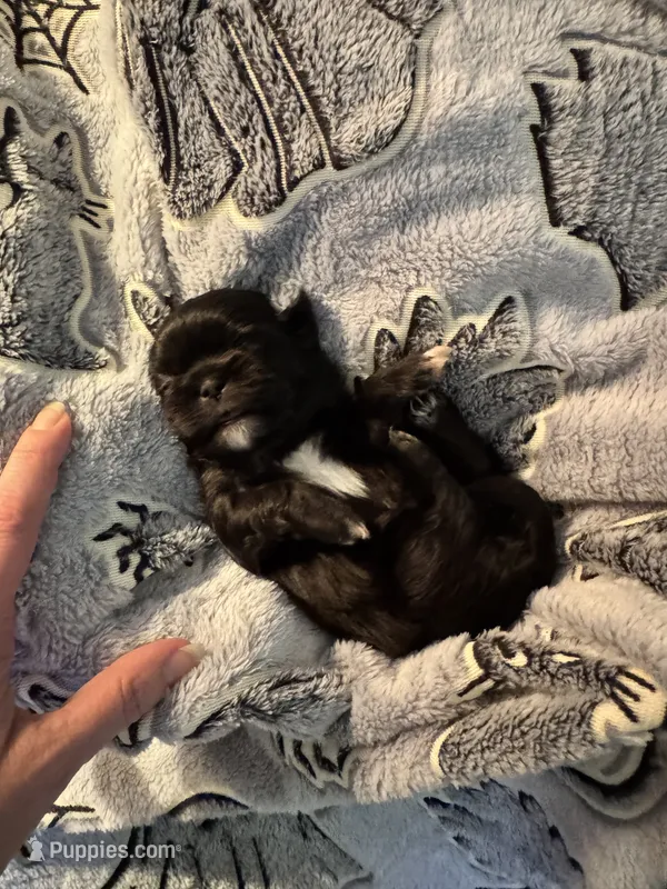 🖤 BOY 🖤 CKC Imperial $250 Deposit to hold 🎂 Oct 5th Birthday – Shih Tzu puppy for sale in Justin, TX
