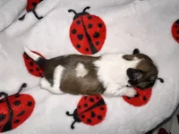🤍 CKC Imperial BOY $250 Deposit to HOLD, a male Shih Tzu for sale in Justin, TX – 8 of 10