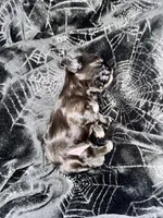 🖤 BOY 🖤 CKC Imperial $250 Deposit to hold, a male Shih Tzu for sale in Justin, TX – 6 of 10