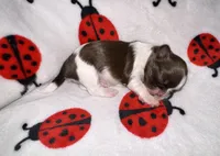 🩷🤍 CKC Imperial GIRL $250 Deposit to HOLD, a female Shih Tzu for sale in Justin, TX – 5 of 10