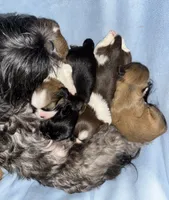 🤍 BOY 🤍 CKC Imperial $250 Deposit to HOLD 🎂 Oct 5th Birthday , a male Shih Tzu for sale in Justin, TX – 9 of 9