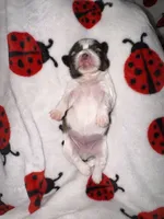 🤍 CKC Imperial BOY $250 Deposit to HOLD, a male Shih Tzu for sale in Justin, TX – 4 of 10