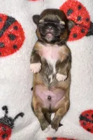 🤎 CKC Imperial BOY $250 Deposit to HOLD, a male Shih Tzu for sale in Justin, TX – 5 of 10