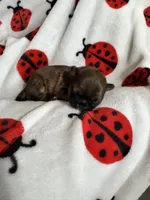 💙 BOY 💙 CKC Imperial $250 Deposit to HOLD 🎂 Oct 12th Birthday, a male Shih Tzu for sale in Justin, TX – 3 of 8