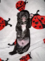 🖤 BOY 🖤 CKC Imperial $250 Deposit to hold, a male Shih Tzu for sale in Justin, TX – 2 of 10