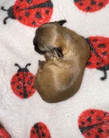 🤎 CKC Imperial BOY $250 Deposit to HOLD, a male Shih Tzu for sale in Justin, TX – 2 of 10