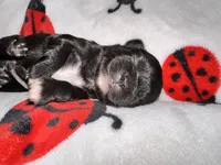 🖤 CKC Imperial BOY $250 Deposit to HOLD, a male Shih Tzu for sale in Justin, TX – 5 of 10