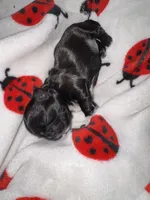 💚 BOY 💚 CKC Imperial $250 Deposit to HOLD 🎂 Oct 12th Birthday, a male Shih Tzu for sale in Justin, TX – 7 of 10