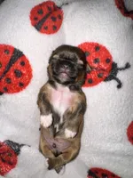 🤎 CKC Imperial BOY $250 Deposit to HOLD, a male Shih Tzu for sale in Justin, TX – 8 of 10