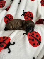 💙 BOY 💙 CKC Imperial $250 Deposit to HOLD 🎂 Oct 12th Birthday, a male Shih Tzu for sale in Justin, TX – 5 of 8