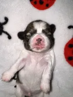 🤍 CKC Imperial BOY $250 Deposit to HOLD, a male Shih Tzu for sale in Justin, TX – 1 of 10