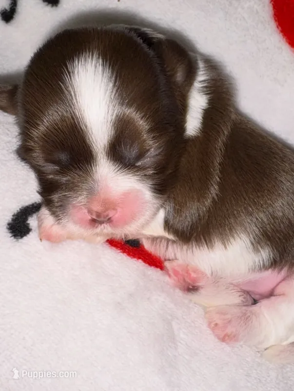 🩷🤍 CKC Imperial GIRL $250 Deposit to HOLD – Shih Tzu puppy on hold in Justin, TX