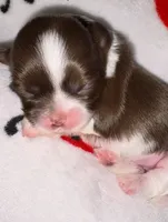 🩷🤍 CKC Imperial GIRL $250 Deposit to HOLD, a female Shih Tzu for sale in Justin, TX – 1 of 10
