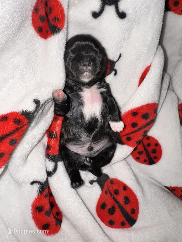 💚 BOY 💚 CKC Imperial $250 Deposit to HOLD 🎂 Oct 12th Birthday – Shih Tzu puppy for sale in Justin, TX