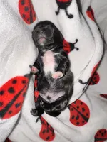 💚 BOY 💚 CKC Imperial $250 Deposit to HOLD 🎂 Oct 12th Birthday, a male Shih Tzu for sale in Justin, TX – 5 of 10