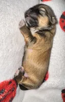 🤎 CKC Imperial BOY $250 Deposit to HOLD, a male Shih Tzu for sale in Justin, TX – 10 of 10