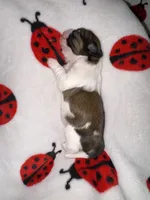 🤍 CKC Imperial BOY $250 Deposit to HOLD, a male Shih Tzu for sale in Justin, TX – 9 of 10