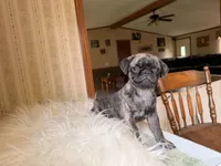 Duncan, a male Pug for sale in Garfield, KY – 2 of 4