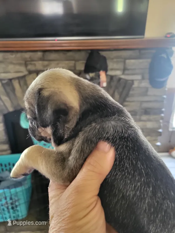 Cooper – Pug puppy for sale in Garfield, KY