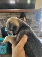 Cooper, a male Pug for sale in Garfield, KY – 1 of 3
