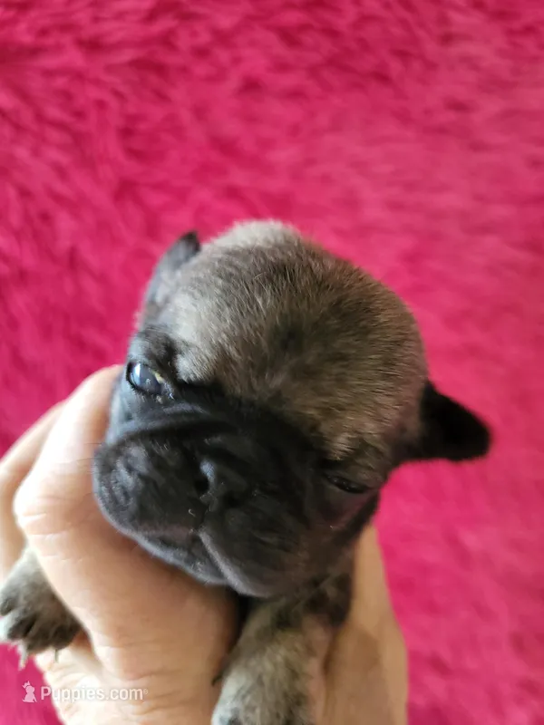 Hazel – Pug puppy for sale in Garfield, KY