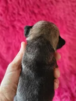 Hazel, a female Pug for sale in Garfield, KY – Photo 2 of 2