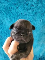 Duncan, a male Pug for sale in Garfield, KY – Photo 1 of 2