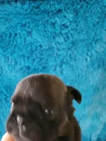 Duncan, a male Pug for sale in Garfield, KY – Photo 2 of 2