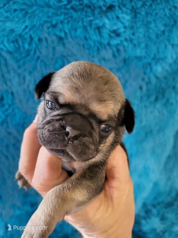 Cooper – Pug puppy for sale in Garfield, KY