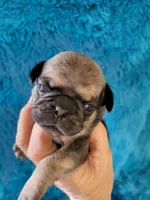 Cooper, a male Pug for sale in Garfield, KY – Photo 1 of 2